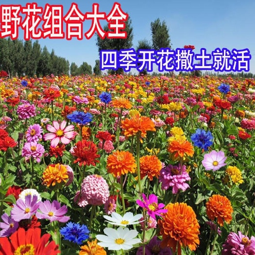 沭阳县野花组合种子室外庭院易活花种籽子七彩格桑花四季开花太阳花种