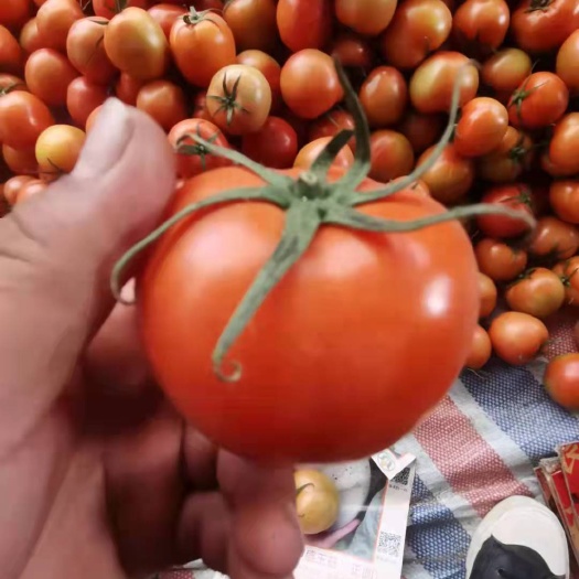 硬粉西红柿 西红柿