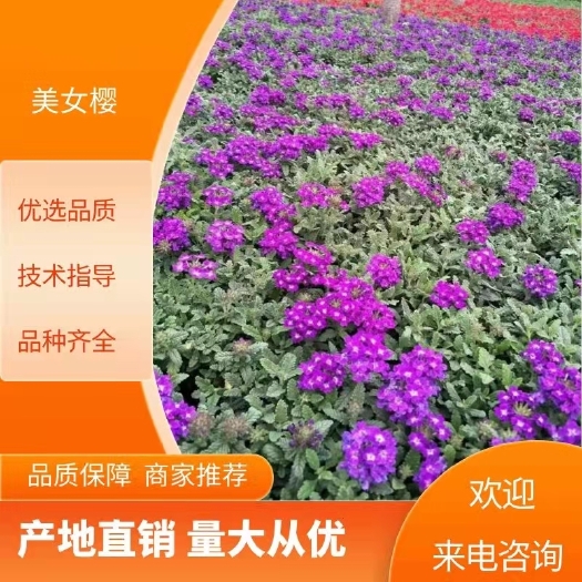 青州市美女樱，细叶美女樱，红紫两色