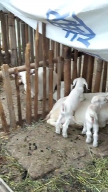宁波 白山羊