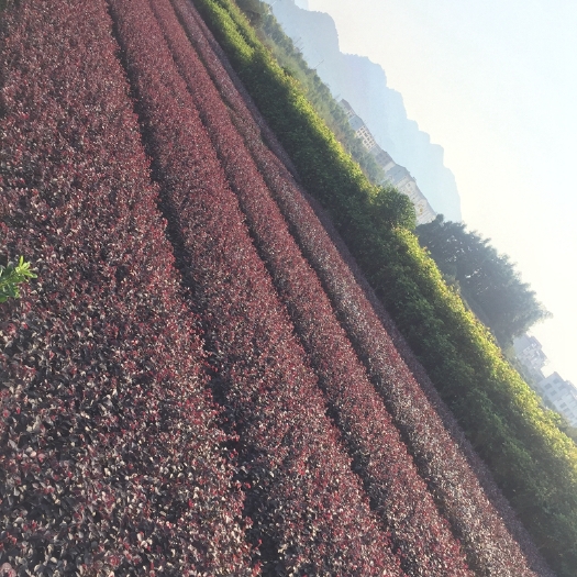 郴州 红花继木小苗价格  红檵木球图片 湖南绿化工程苗木批发