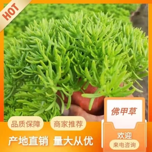 青州市佛甲草，金叶佛甲草，绿叶佛甲草，黄金条。营养杯苗双色盆苗。