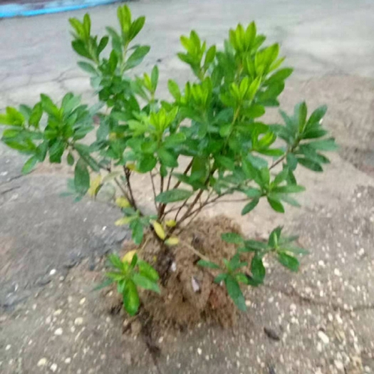 郴州 紫花毛杜鹃球 高山杜鹃树品种类价格 道路两旁小树苗批发供应