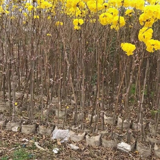 普宁市黄花风铃木 黄花多花风铃木