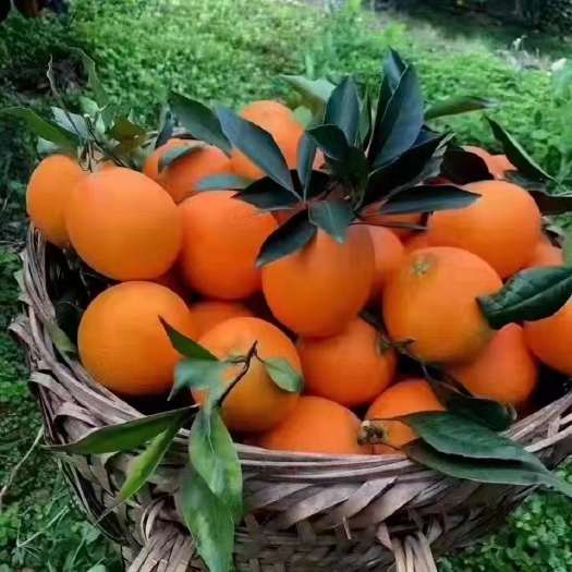 奉节圆虹脐橙 纽荷尔（圆虹、长虹）