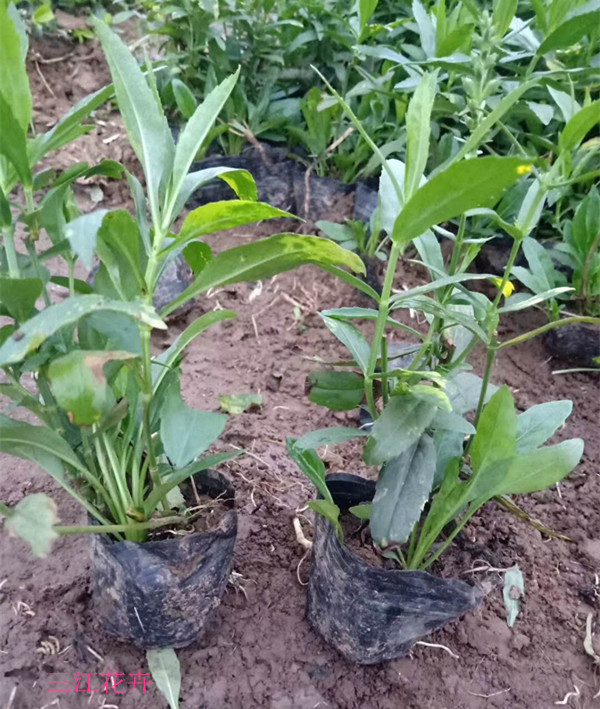 青州市基地培育随意草苗 假龙头小苗 绿化用随意草工程苗 植株健壮