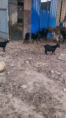麻城市 农家自养黑山羊