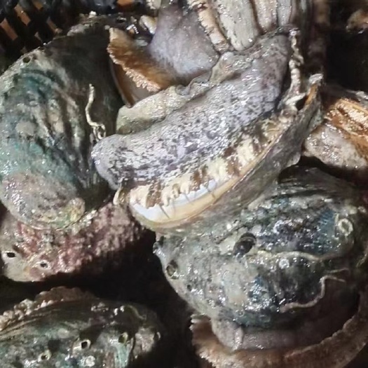 大连鲍鱼