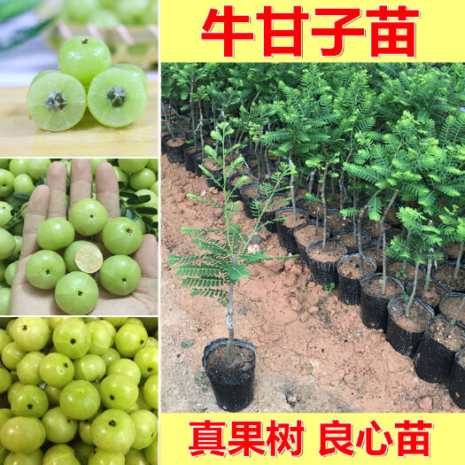 灵山县余甘果苗 0.5~1米 