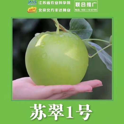 苏翠一号梨树苗 苏翠早实早熟梨树苗，品种纯正，总部基地直销