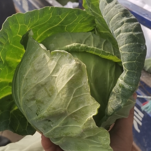 沛县 圆形绿包菜
