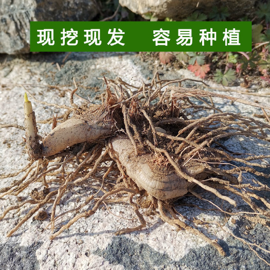 大竹县紫花白及