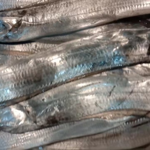 沈阳黄海带鱼 渤海刀鱼