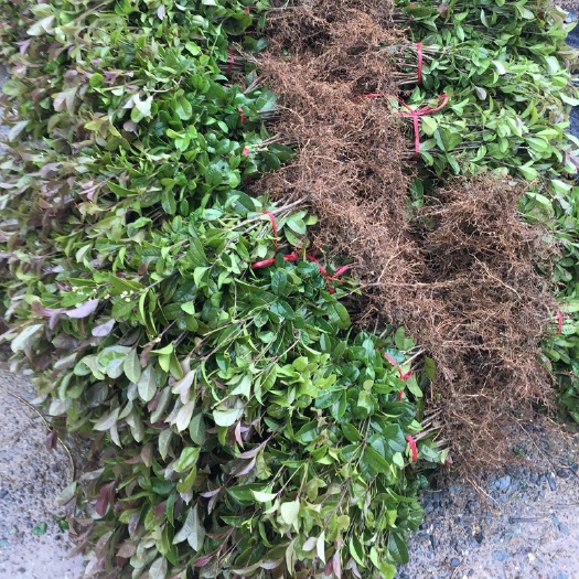 郴州 四季桂花小苗 丛生桂花树苗价格城市绿地绿化用的植物批发