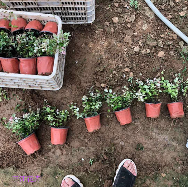  山东花叶络石爬藤植物 多色花叶络石 花叶络石基地 花叶络石价