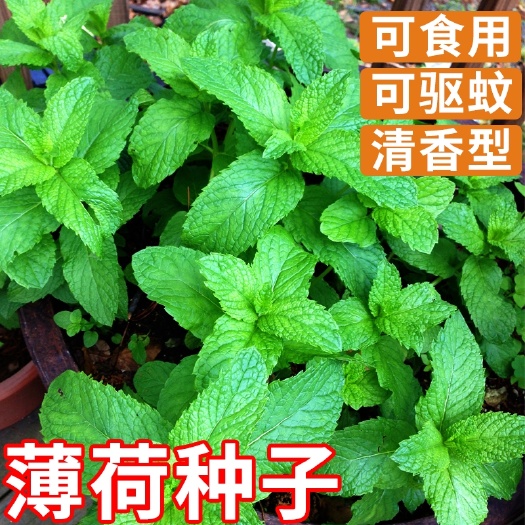 沭阳县薄荷种子柠檬薄荷提神食用四季播种盆栽室内驱蚊植物易种花草种