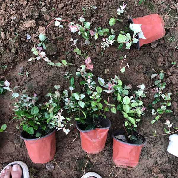  山东花叶络石爬藤植物 多色花叶络石 花叶络石基地 花叶络石价