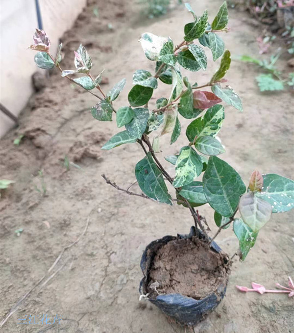  山东花叶络石爬藤植物 多色花叶络石 花叶络石基地 花叶络石价