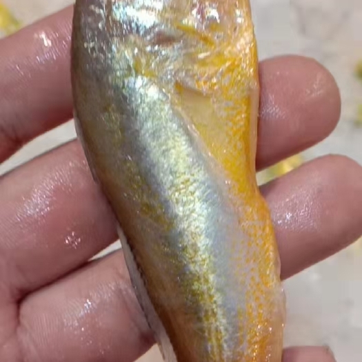 黄花鱼 黄鱼