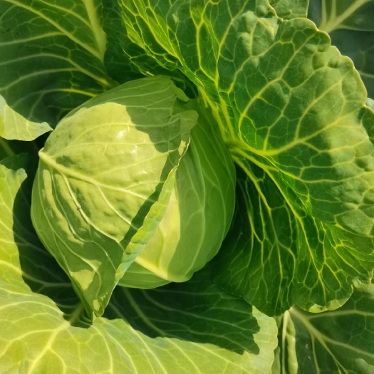 泰州包菜  圆包菜 甘蓝