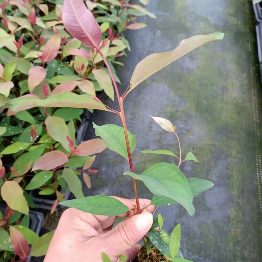 遂溪县DH3229桉树 需要桉树苗请联系