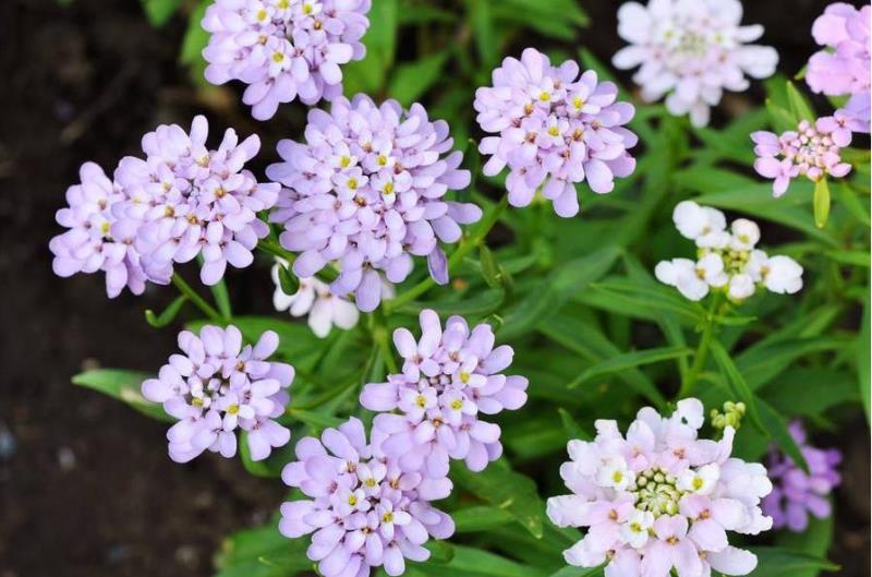 蜂室花种子屈曲花种子四季易活混色花籽景观绿化园林花坛种植