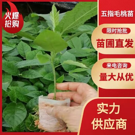 灵山县五指毛桃苗
名称五爪金龙。