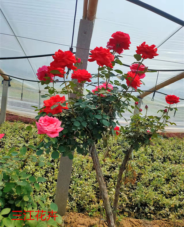  树状月季批发基地 树状月季价格 杆高花大 月季树