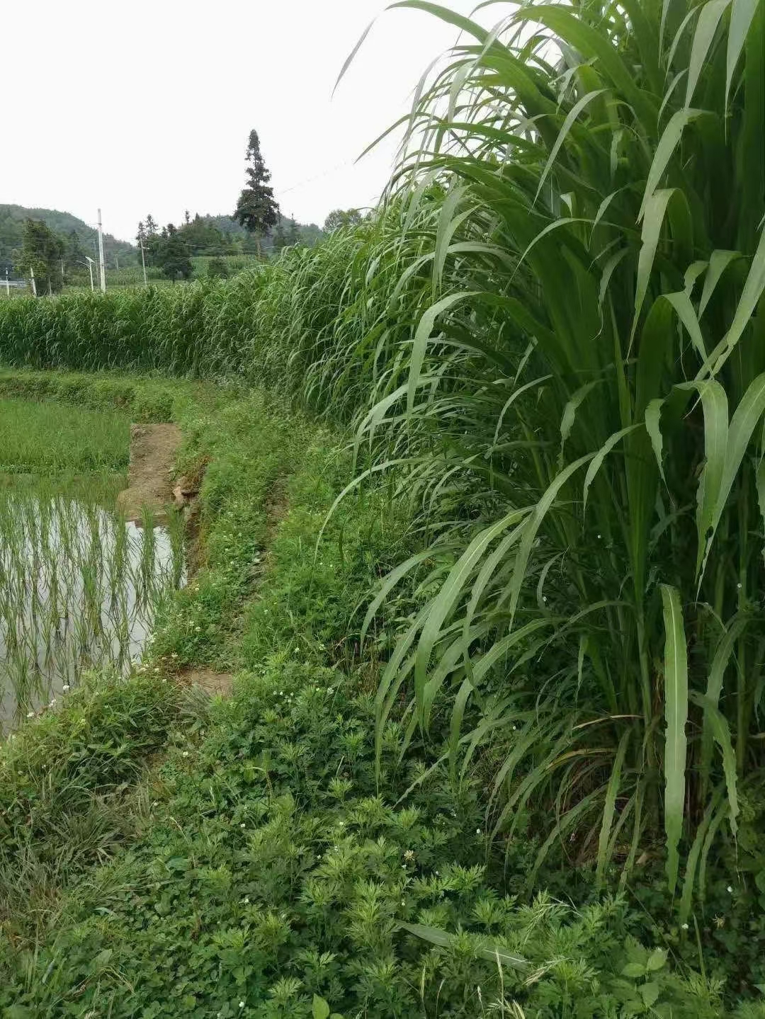 艾草苗   出售甜象草。巨菌草。皇竹草种节