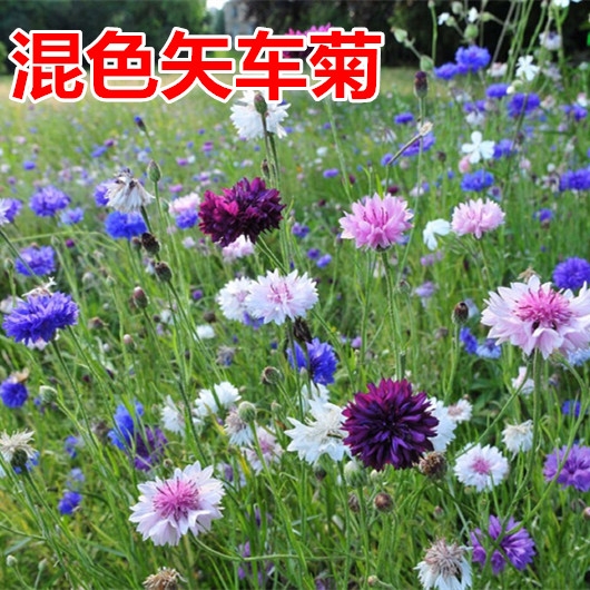 沭阳县矢车菊种子 矢车菊花种子春季播种园林景观花海园艺绿化鲜花花卉