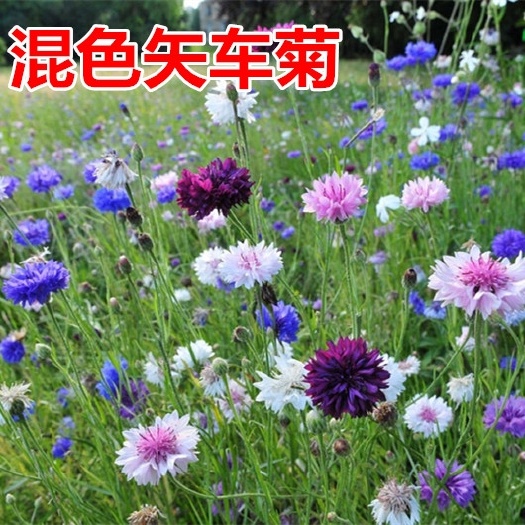 矢车菊种子 矢车菊花种子春季播种园林景观花海园艺绿化鲜花花卉