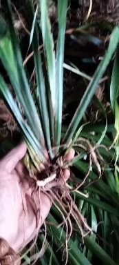 南充宽叶石菖蒲种苗大量供应中，品种纯正产量高