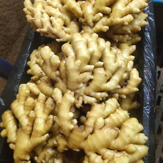 沂水县优质生姜大量供应，大黄姜，小黄姜，水洗烘干，需要的老板联系