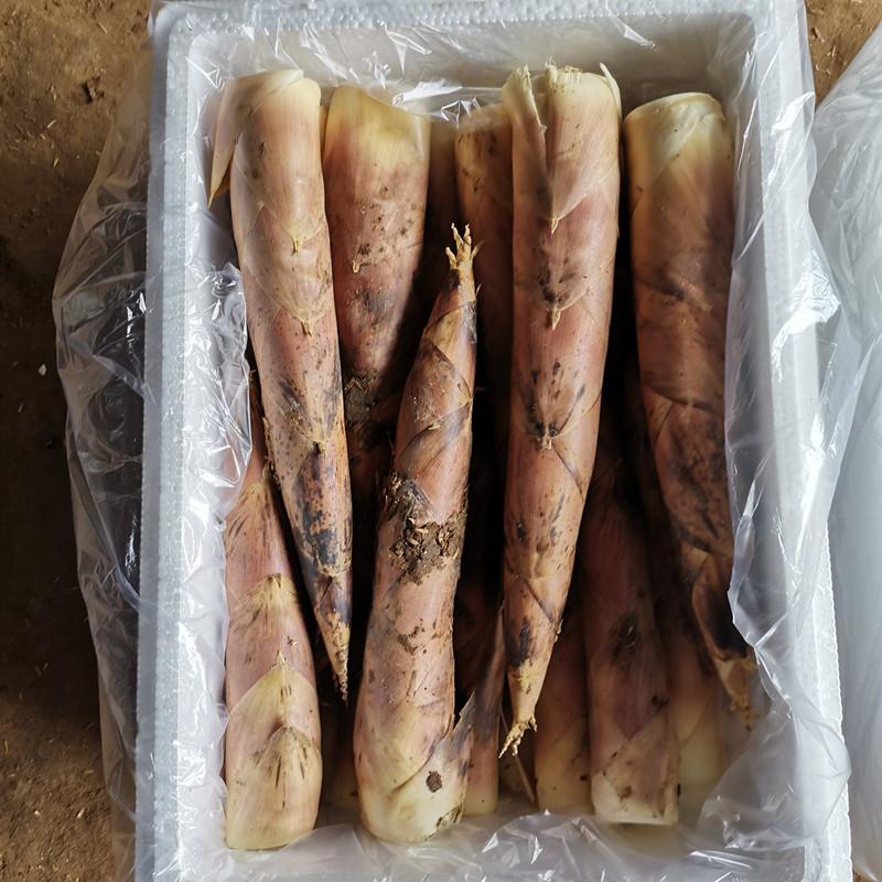 建瓯雷笋福建谷糠雷竹笋产地批黄泥谷糠笋  产地新鲜直达