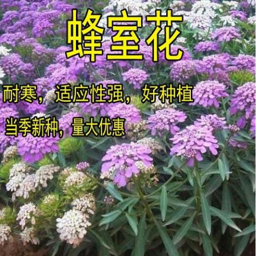 蜂室花种子屈曲花种子四季易活混色花籽景观绿化园林花坛种植