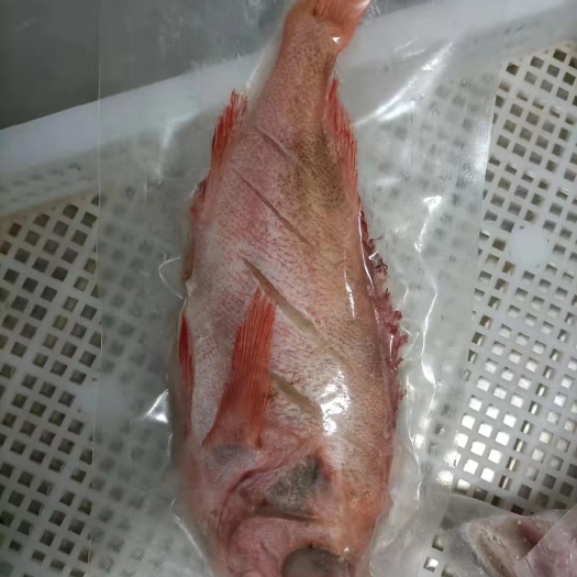 济南红石斑鱼 开背红石斑