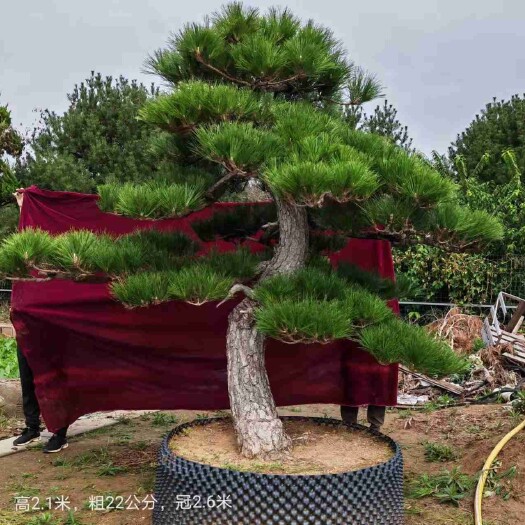泰安 造型黑松，精品造型黑松，黑松造型树