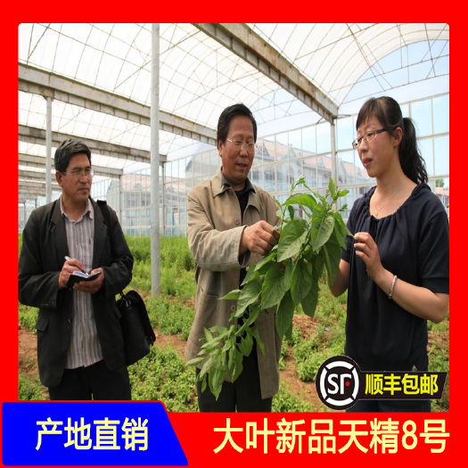 青龙县天精8号大叶枸杞苗