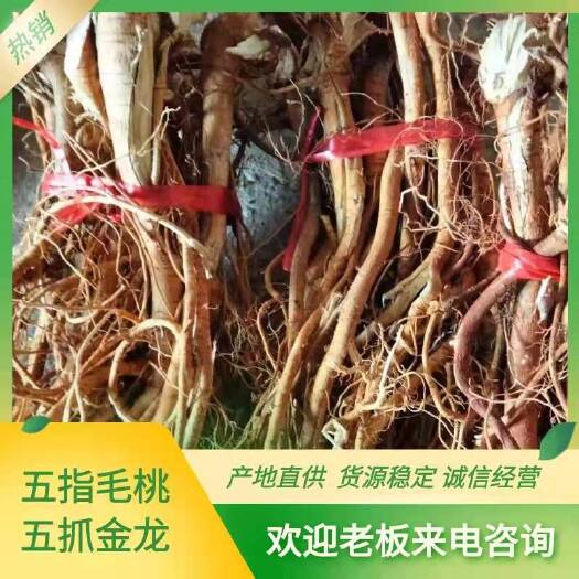 灵山县五指毛桃，五爪金龙，干货。
中扎把