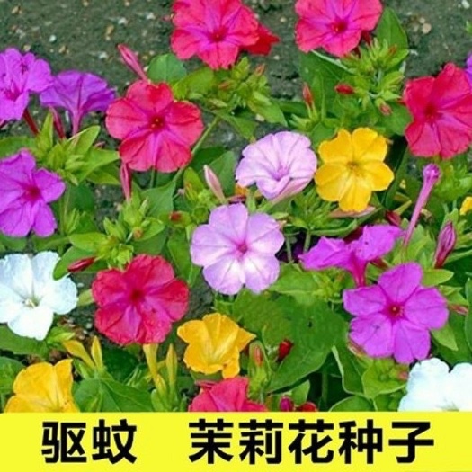 紫茉莉种子，易种花卉夜来香种子 夜里香的花地雷花 粉豆花胭