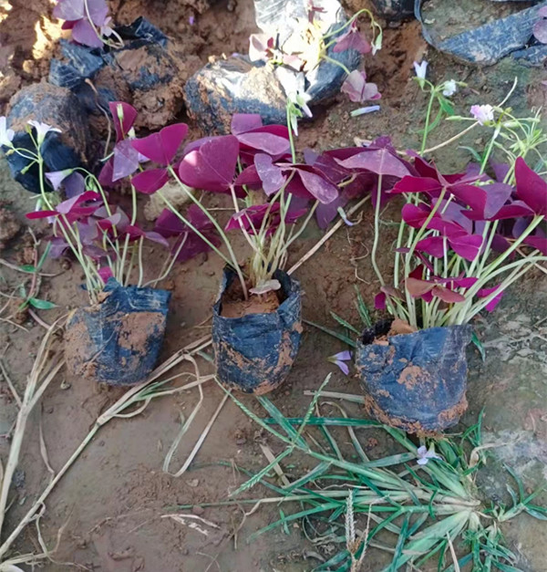  酢浆草苗 紫叶酢浆草 酸浆草种植 山东草花 基地供应