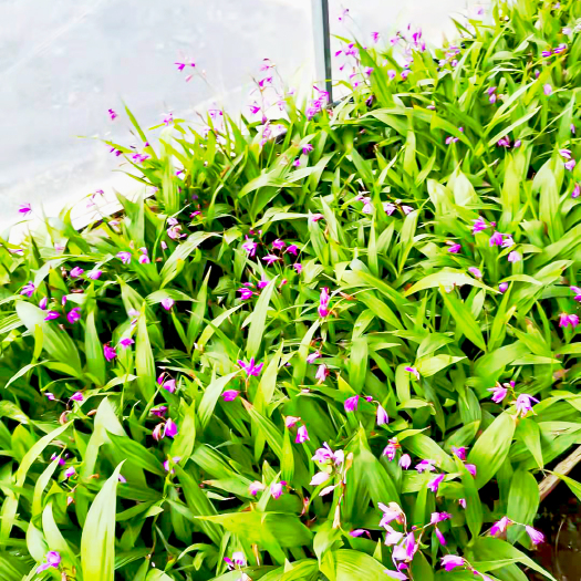 六盘水紫花白芨苗 紫花白芨