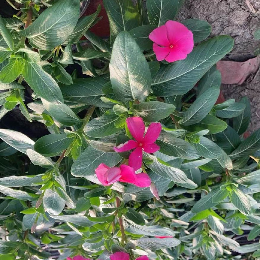 南京长春花