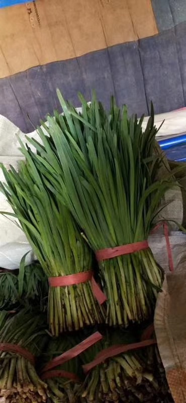 凌海市辽宁锦州凌海汉中韭菜大量上市，欢迎各位老板前来采购！