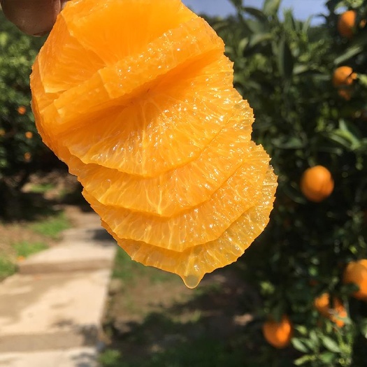 泗洪县红橙 橙子
