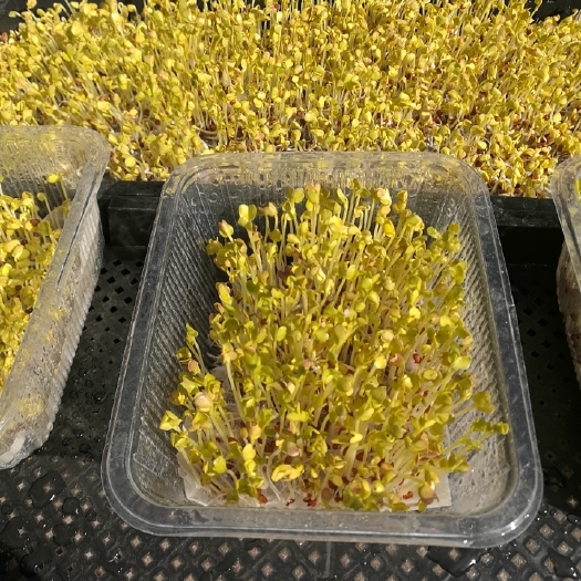 谷城县萝卜芽 芽苗菜，无土栽培，，营养健康。