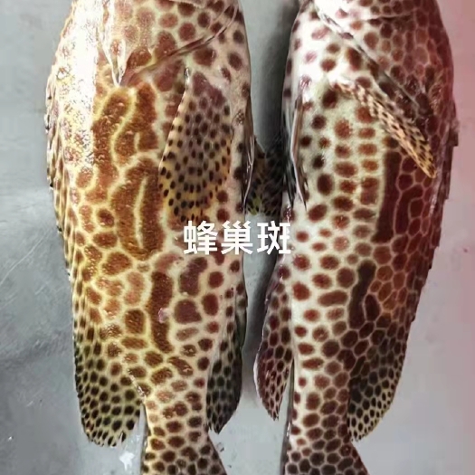 石斑鱼 蜂巢斑