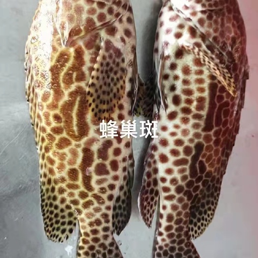沈阳石斑鱼 蜂巢斑