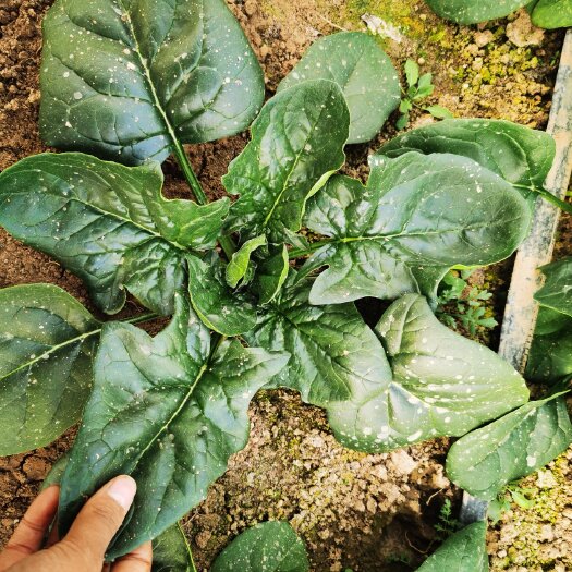 淳化县 圆叶菠菜