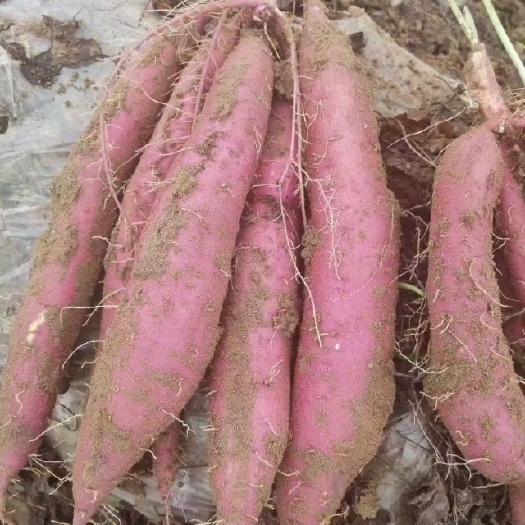 板栗薯  陕西大荔板栗红薯，甘   绵  甜  无丝。条行好